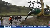 新西兰搁浅巨头鲸60头死亡14头获救-9月26日