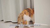 猫咪一直以为自己是人，常常做出的一些反常举动，把主人都吓到了