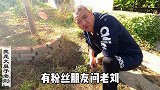 绣球花地栽坑距留多少？这个数字是怎样计算出来的？