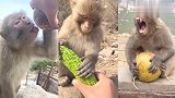 搞笑视频：喂猴子吃东西