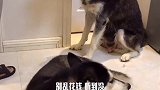 三思而行原来是这么解释的