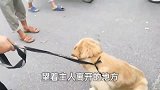 被卖金毛看见主人离开，挣扎呼救，狗贩一鞭下去立马安静