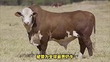 “全球最贵奶牛”维亚蒂纳-19在巴西拍卖会上诞生！