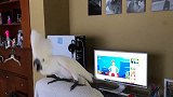 会跳舞的鹦鹉！