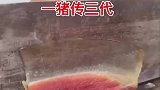一猪传三代，人死猪还在
