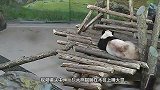 大熊猫睡觉被松鼠踹了一脚，反应简直太呆萌了，请憋住不要笑