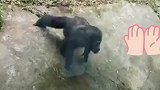 黑猩猩效仿游客做俯卧撑，还会做鬼脸，黑猩猩俯卧撑很难么？
