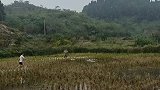 还是乡下好玩，这抓鱼也太难了