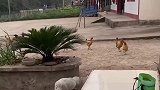 第一批回村的猫咪，已经在抓鸡了