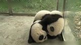 一堆熊猫叠在一起，软软的好可爱，组团偷小熊猫了