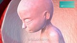 孕期13-17周胎儿在妈妈肚子里做鬼脸，生命原来那么神奇！