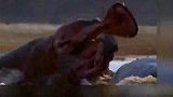 河马争夺王位，战败者尾巴都被咬掉