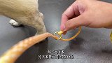 防止狗狗暴冲、方便携带又酷炫的狗绳来啦，芙爹牵犬比赛同款