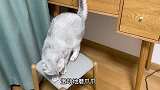 猫咪第一次照镜子，被自己惊到了：这么美丽的猫咪是谁呢？