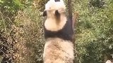 大熊猫：身体得多锻炼，怎么说我也是国宝，不能太弱！