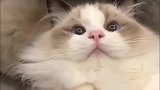 当上厕所遇到没纸，不要慌，布偶猫：别用这种眼神看着我，我害怕