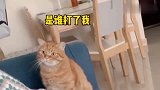 猫咪：终于满月了，我要出去玩儿，你帮我看着点娃