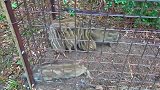 小野猪不停地撞击着铁笼，非常想出去