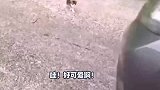 挺突然的当路上看见一只流浪猫，一定要警惕，有可能