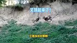 这俩羊演技是不是比小鲜肉强？