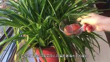 花盆里撒把鸡蛋壳，花儿疯长，不黄叶不烂根，虫子全死光