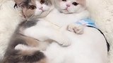 猫：铲屎的，你进房间怎么不敲门啊！
