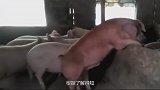 安徽村民修猪圈挖出荒墓，墓室被洗劫，却意外找到一件国宝级文物