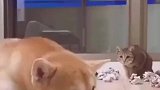 猫狗大战一触即发，猫咪的气势威武霸气！