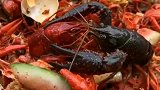 小龙虾原来这么重感情：就算红了，我也能在人群中找到你！