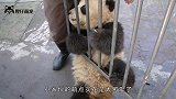大熊猫这是“良心”发现，拿起抹布当清洁工，要不是监控谁信！