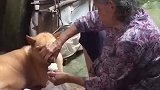 奶奶喂的小狗长得就是好