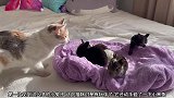 领养几只兔子，猫咪有点好奇，走过来动手动脚还用嘴巴咬