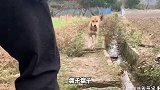 太气人了，居然被一只狗给嘲讽了