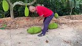 菠萝蜜原来是这样挑下山的，此生第一次见，一个约50斤左右