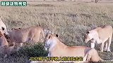 豪猪被狮子包围，狮子却久攻不下，镜头拍下全程