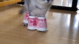 猫咪的鞋子不错