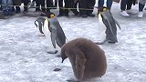 企鹅：这就尴尬了，刚在雪地上看见一个异类，这货居然还穿着貂！