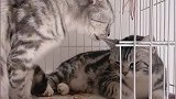 猫咪谈恋爱,橘猫一直穷追猛打没得到芳心，太扎心了