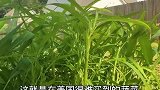 空心菜在外国人眼里，简直就是个宝