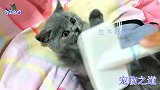 主人给两只猫撸毛，小猫抗拒公猫却很配合，公猫：晚餐多加块肉