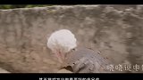 男子抓住一只海怪，发现它有送子功能，妻子高兴的合不拢嘴