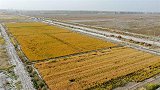 海水稻挨着沙漠种，盐碱地亩产超千斤，袁隆平：8年内发展1亿亩