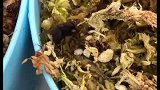 食虫植物小哥活捉只苍蝇喂给他的捕蝇草盆栽