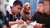 主人假装不给儿子吃饭，金毛急眼上去就是一顿揍，太宠哥哥了！