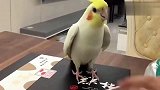 主人手指在盒子上敲，鹦鹉也学着主人做，这节奏是在跳踢踏舞吗