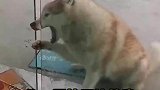 狗嘴被门夹嗷嗷叫