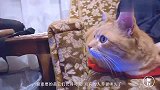 这只猫咪误以为自己是“人”做出的反常举动,把女主人吓坏了