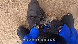 天鹅宝宝被铁丝网困住，老人将其救出后，天鹅妈妈举动让人感动