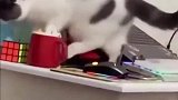 猫猫也很懂礼貌，这是强迫症吧