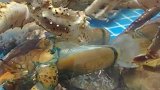 这个帝王蟹真不错
